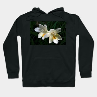 Jonquils After The Rain Hoodie